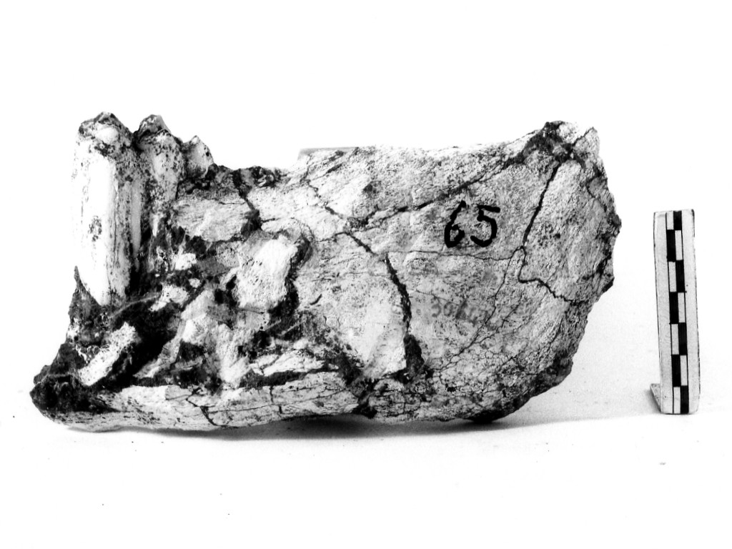 reperto paleontologico (Pleistocene Medio-Superiore)