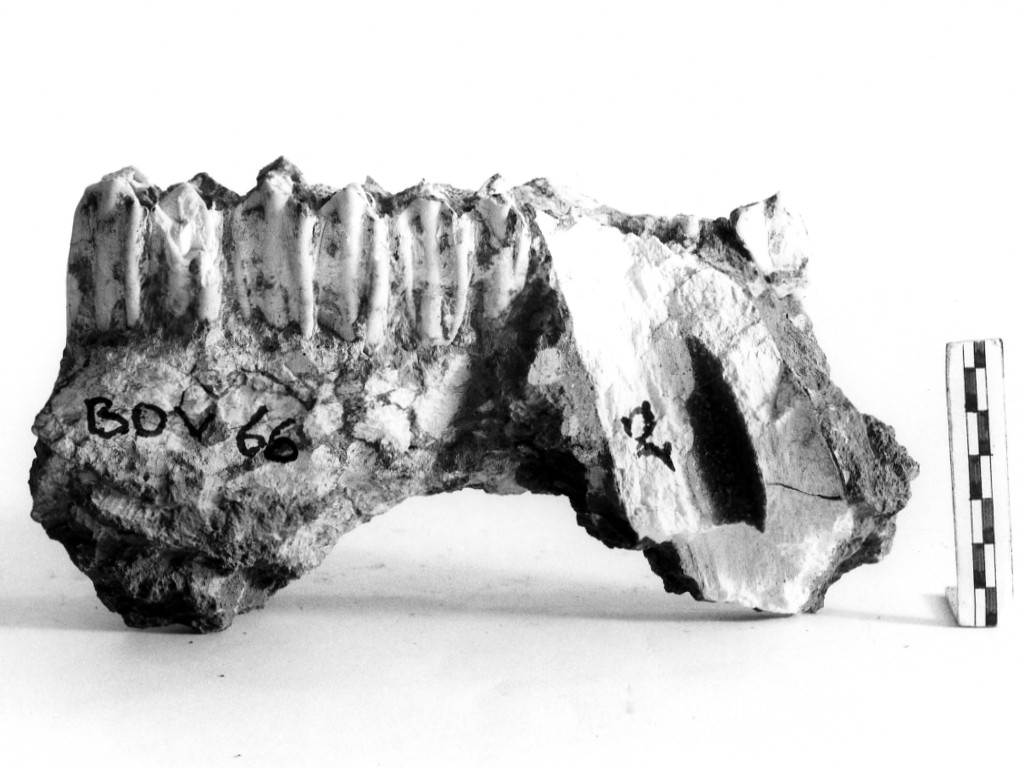 reperto paleontologico (Pleistocene Medio-Superiore)