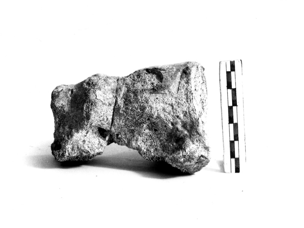 reperto paleontologico (Pleistocene Medio-Superiore)