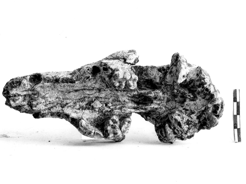 reperto paleontologico (Pleistocene Medio-Superiore)