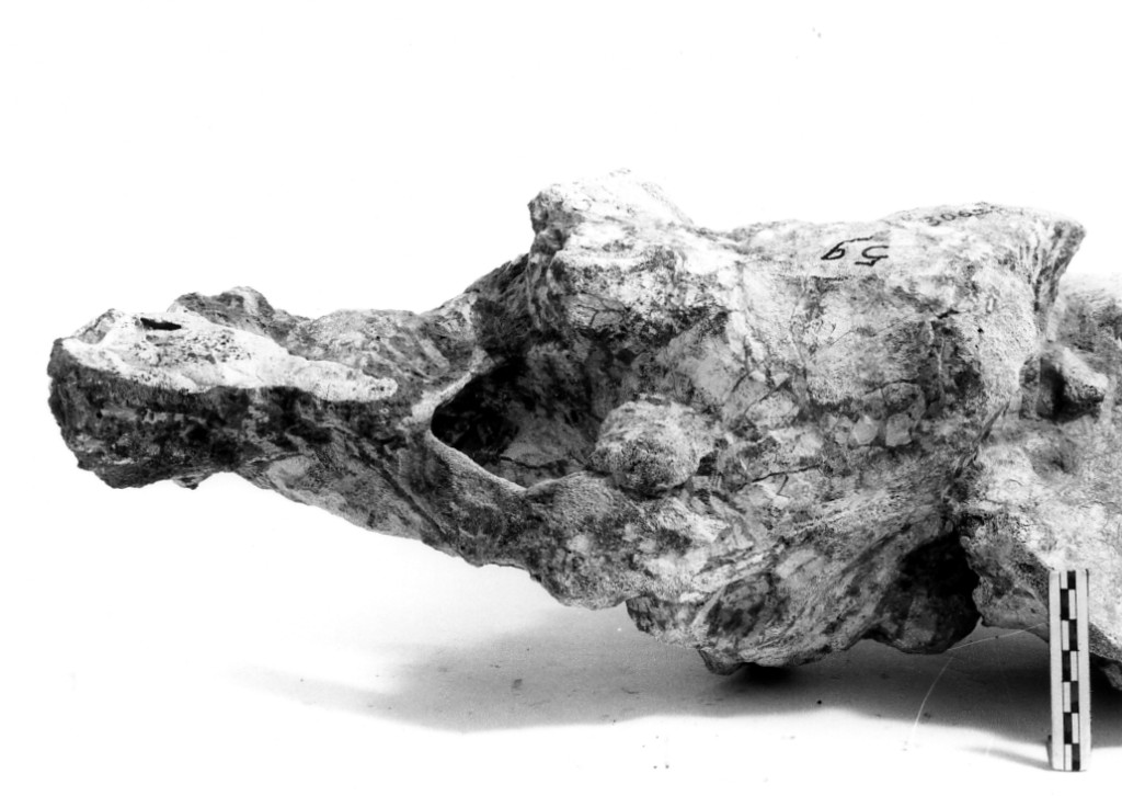 reperto paleontologico (Pleistocene Medio-Superiore)