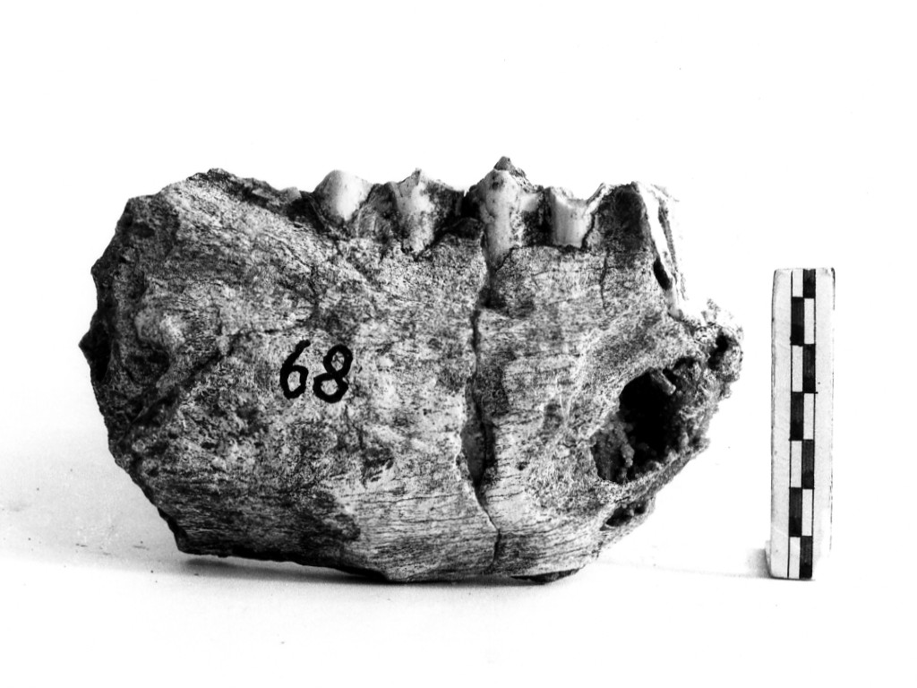 reperto paleontologico (Pleistocene Medio-Superiore)