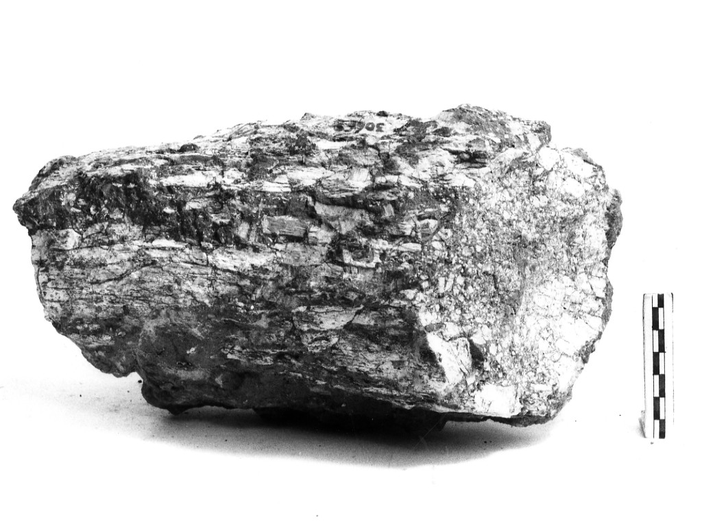 reperto paleontologico (Pleistocene Medio-Superiore)