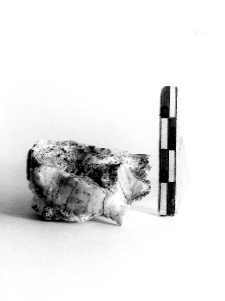 reperto paleontologico (Pleistocene Medio-Superiore)