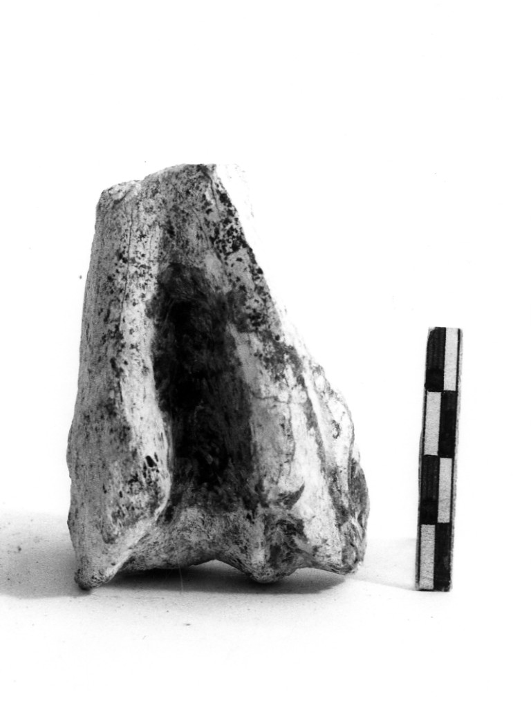 reperto paleontologico (Pleistocene Medio-Superiore)