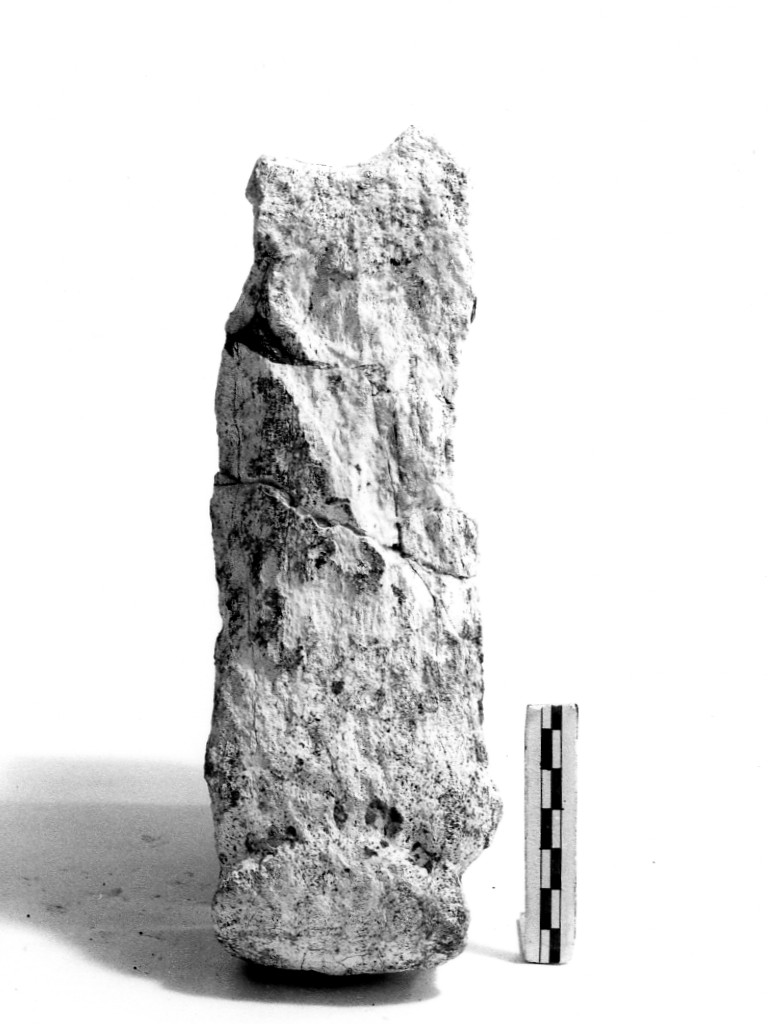 reperto paleontologico (Pleistocene Medio-Superiore)