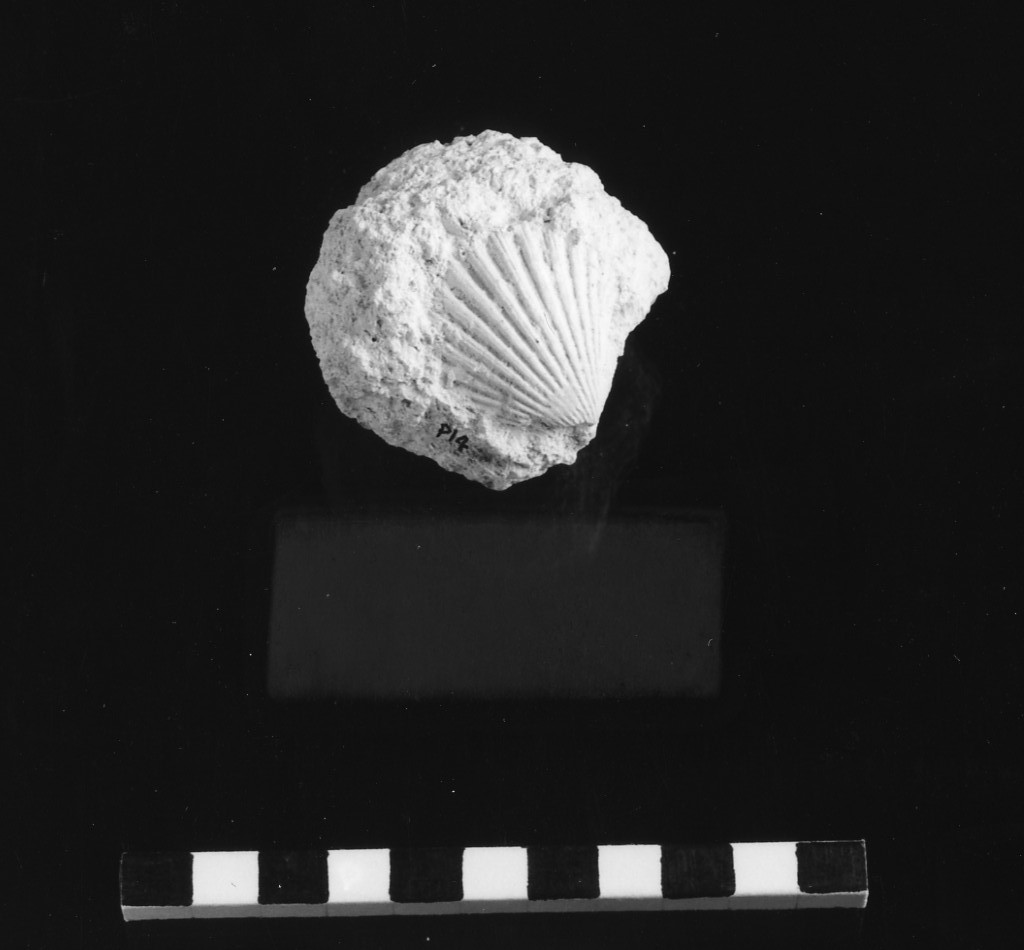 reperto paleontologico (Miocene)