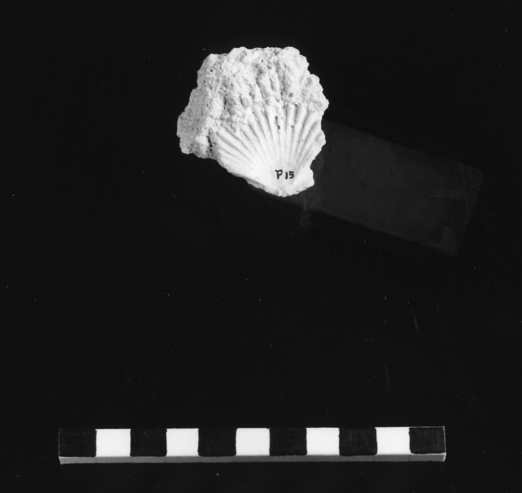 reperto paleontologico (Miocene)