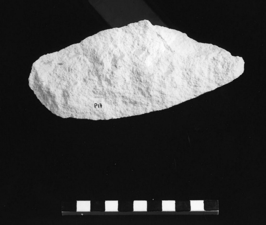 reperto paleontologico (Eocene)