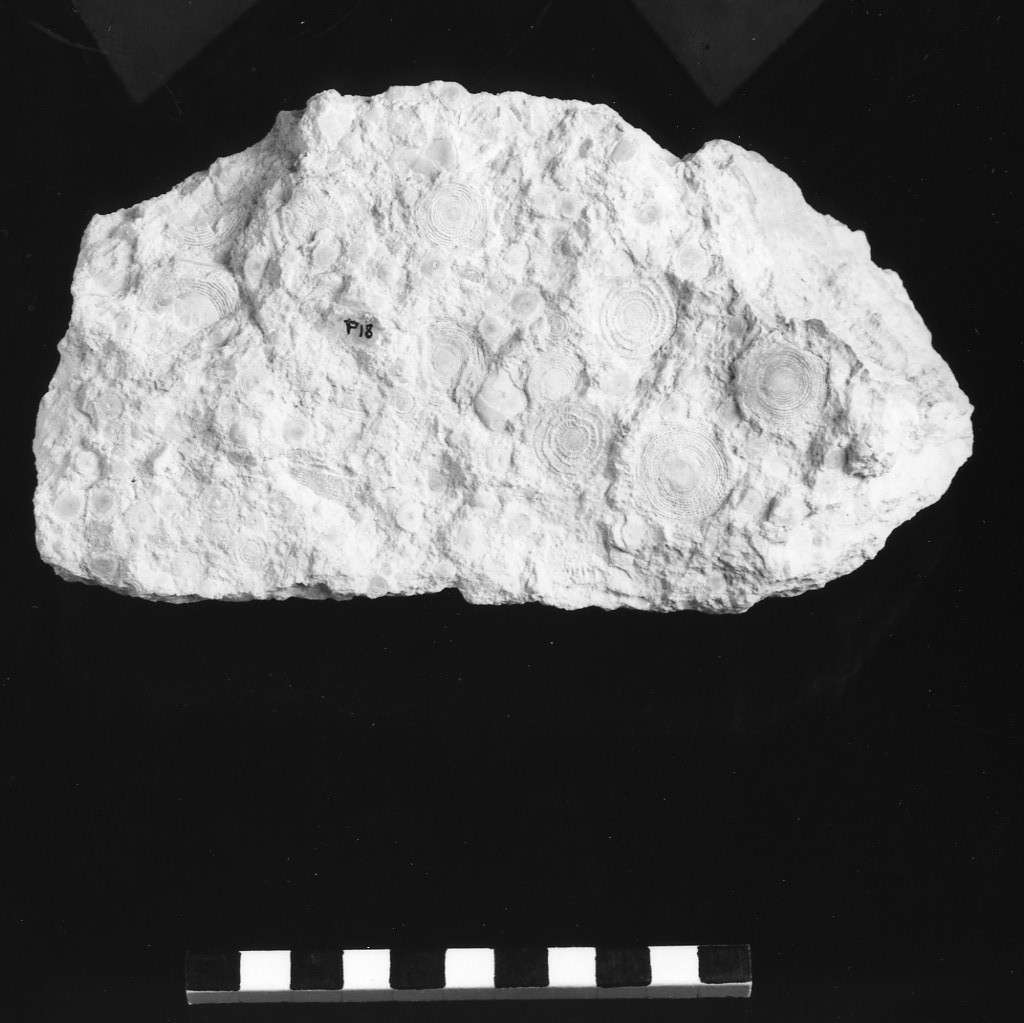 reperto paleontologico (Eocene)