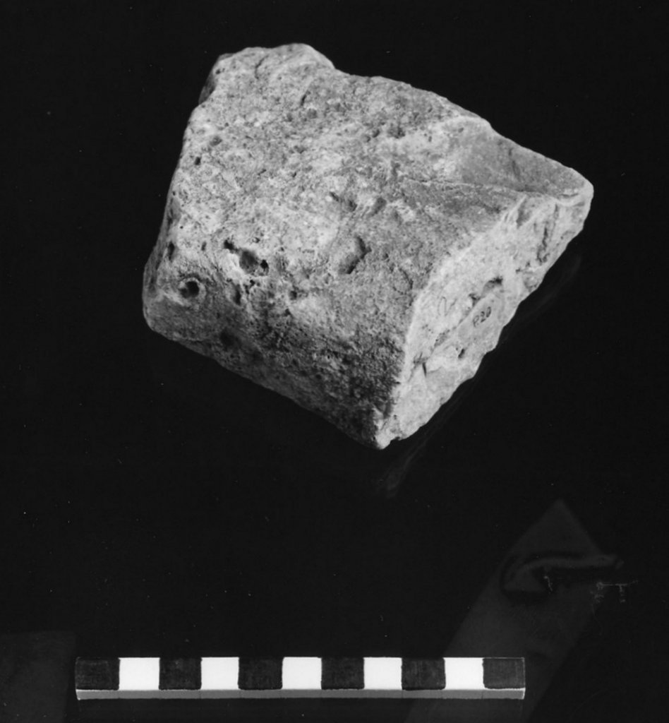 reperto paleontologico (Titonico (giurassico))