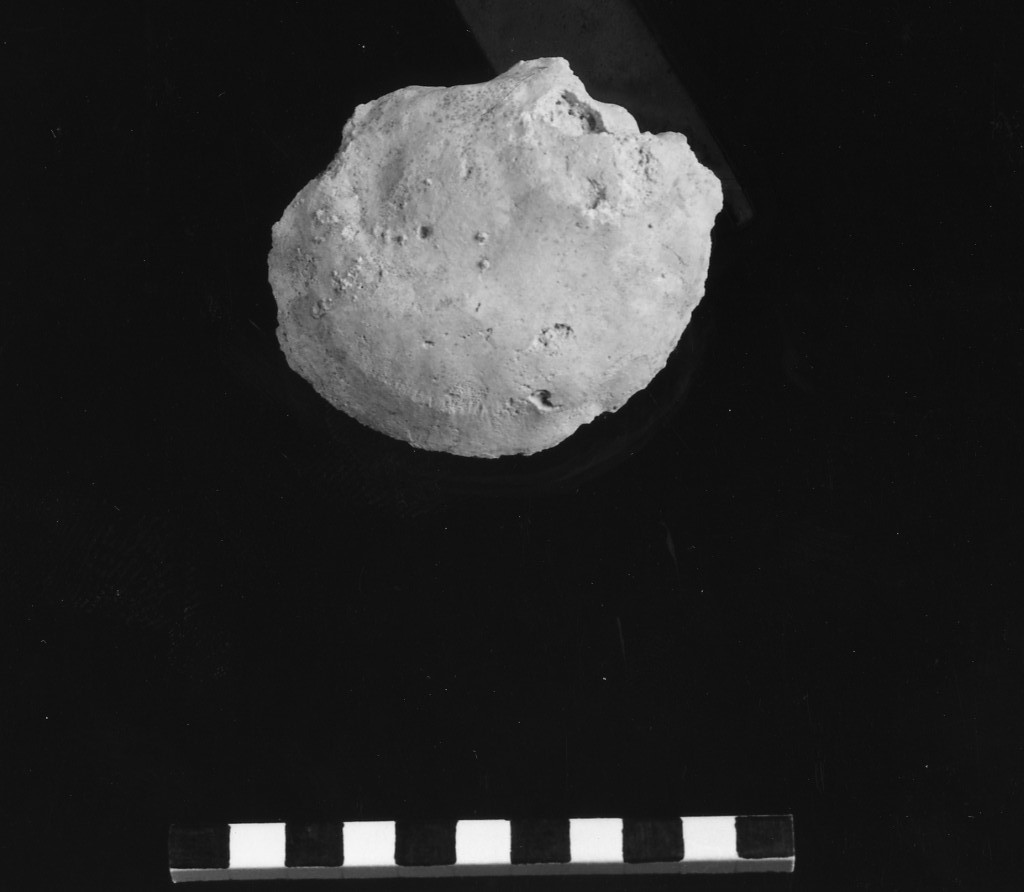 reperto paleontologico (Miocene)