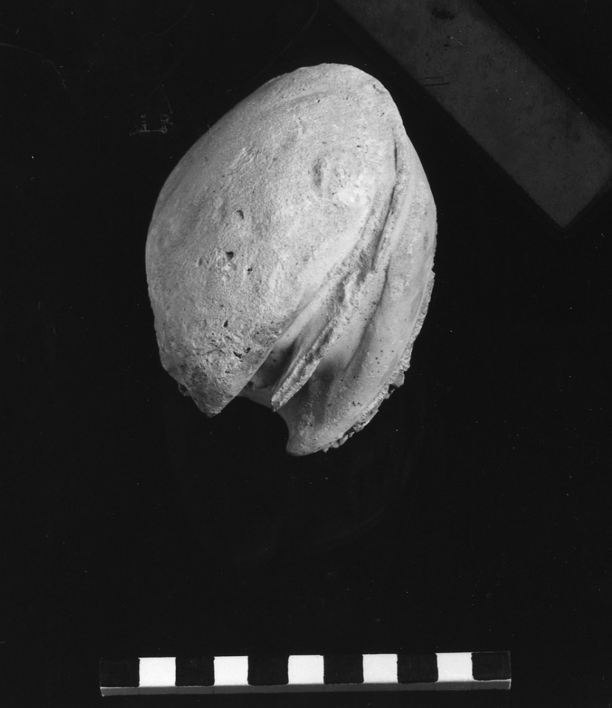 reperto paleontologico (Miocene)