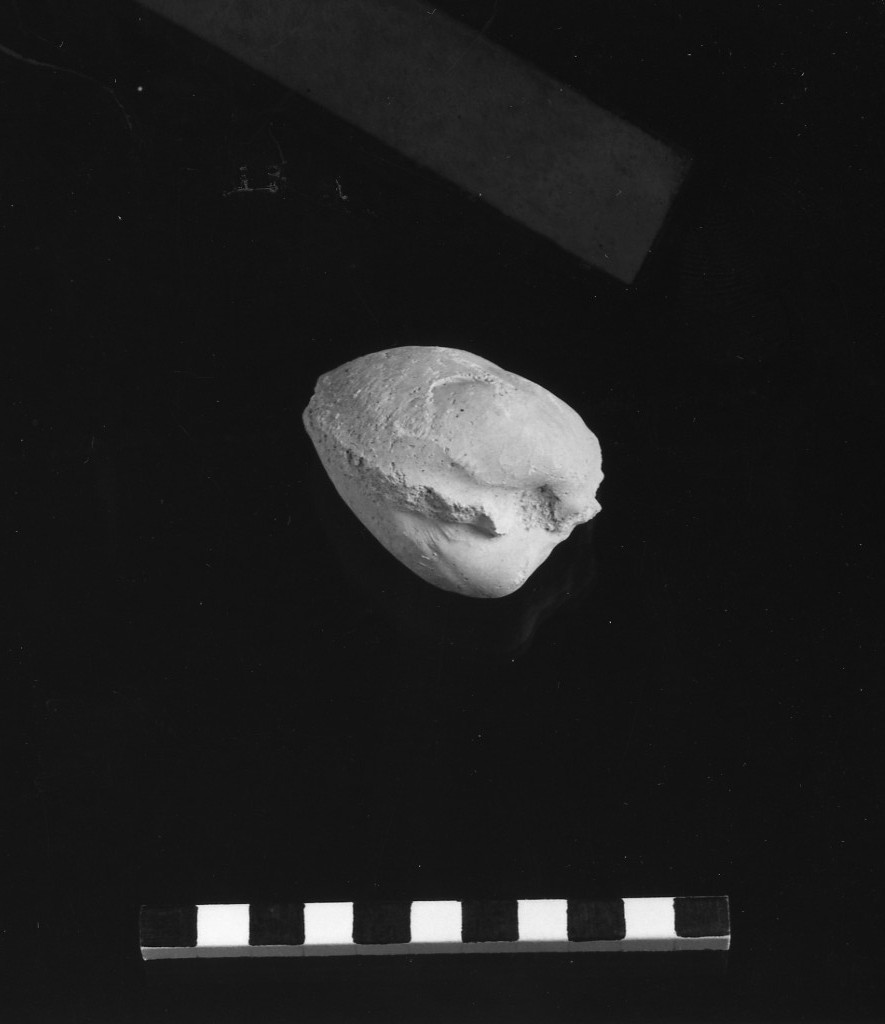 reperto paleontologico (Miocene)