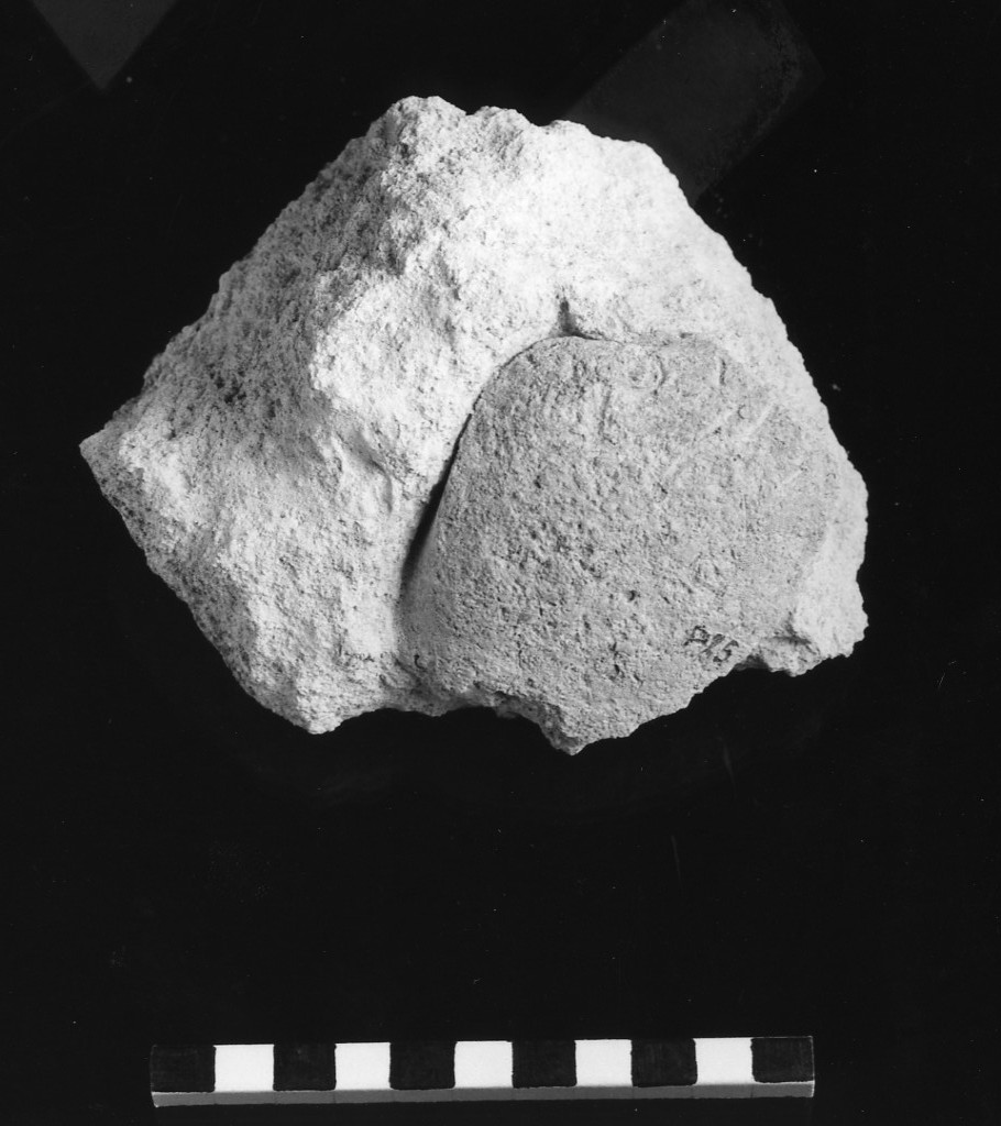 reperto paleontologico (Miocene)