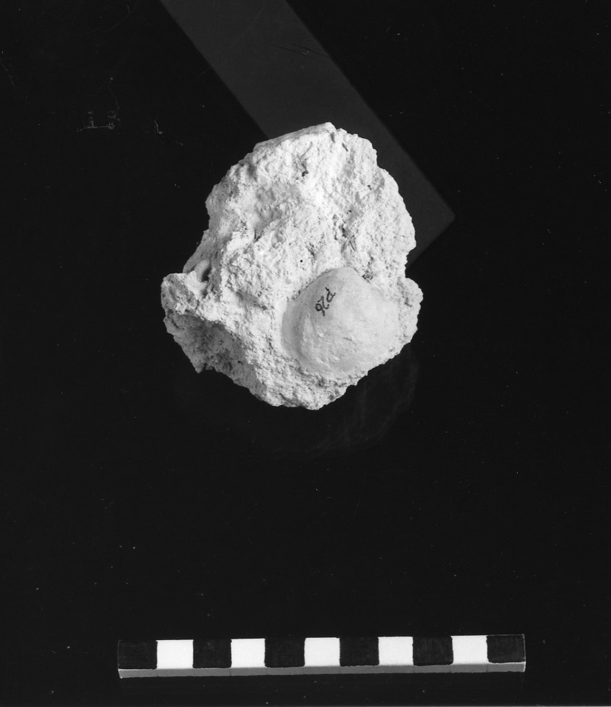 reperto paleontologico (Miocene)