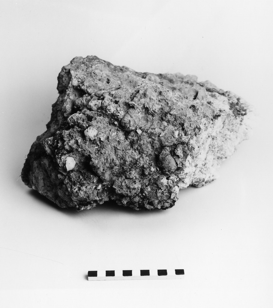 reperto paleontologico (Pliocene)