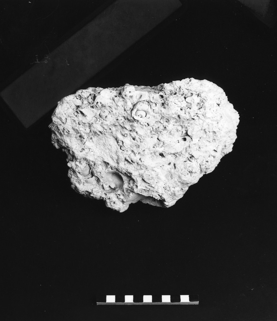 reperto paleontologico 