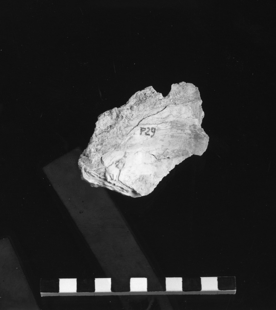 reperto paleontologico (Plio-pleistocene)