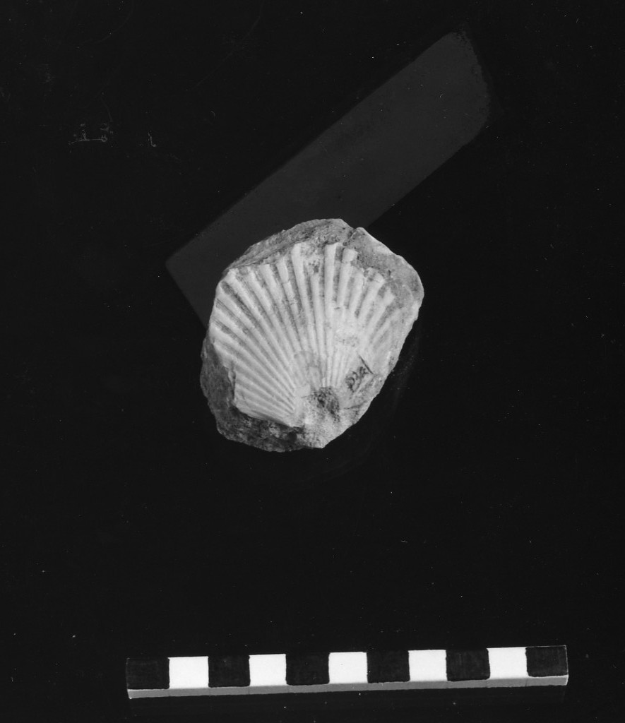 reperto paleontologico (Plio-pleistocene)