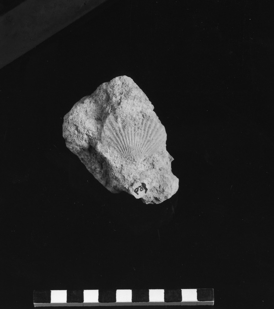 reperto paleontologico (Miocene)