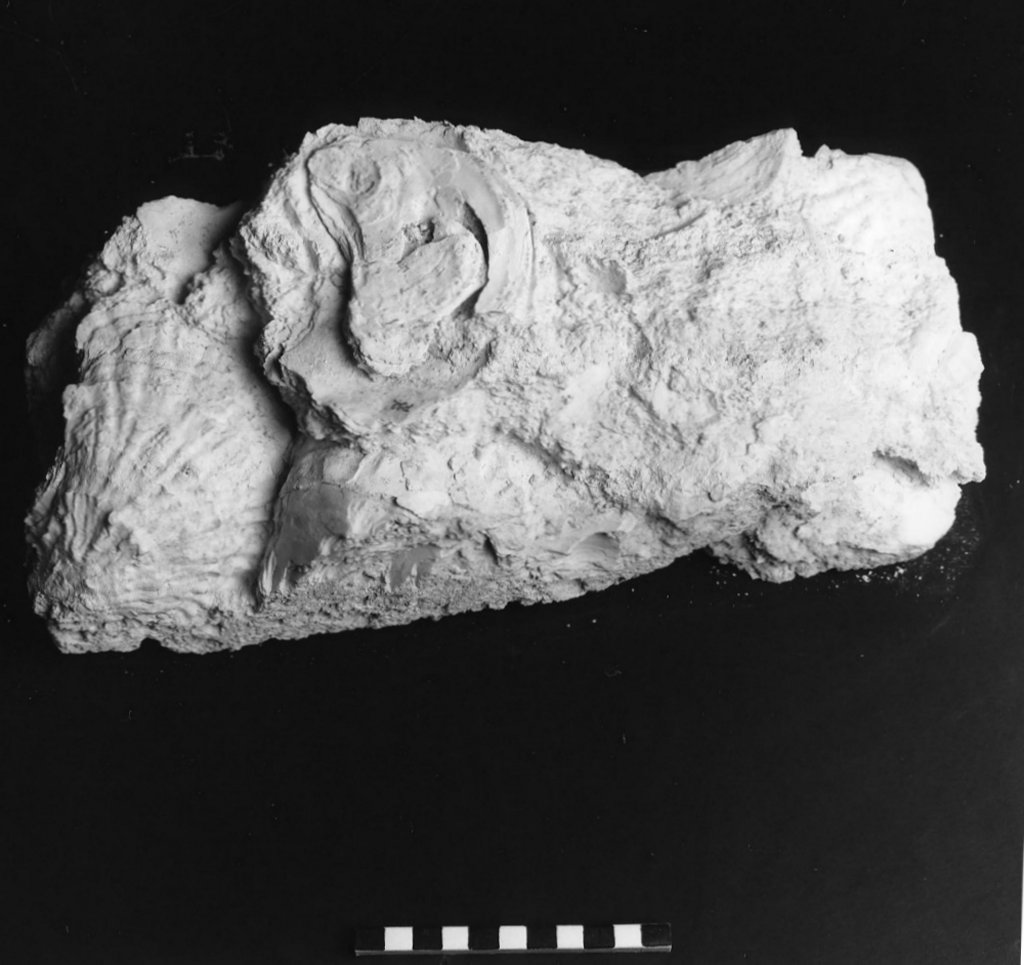 reperto paleontologico (Pliocene)