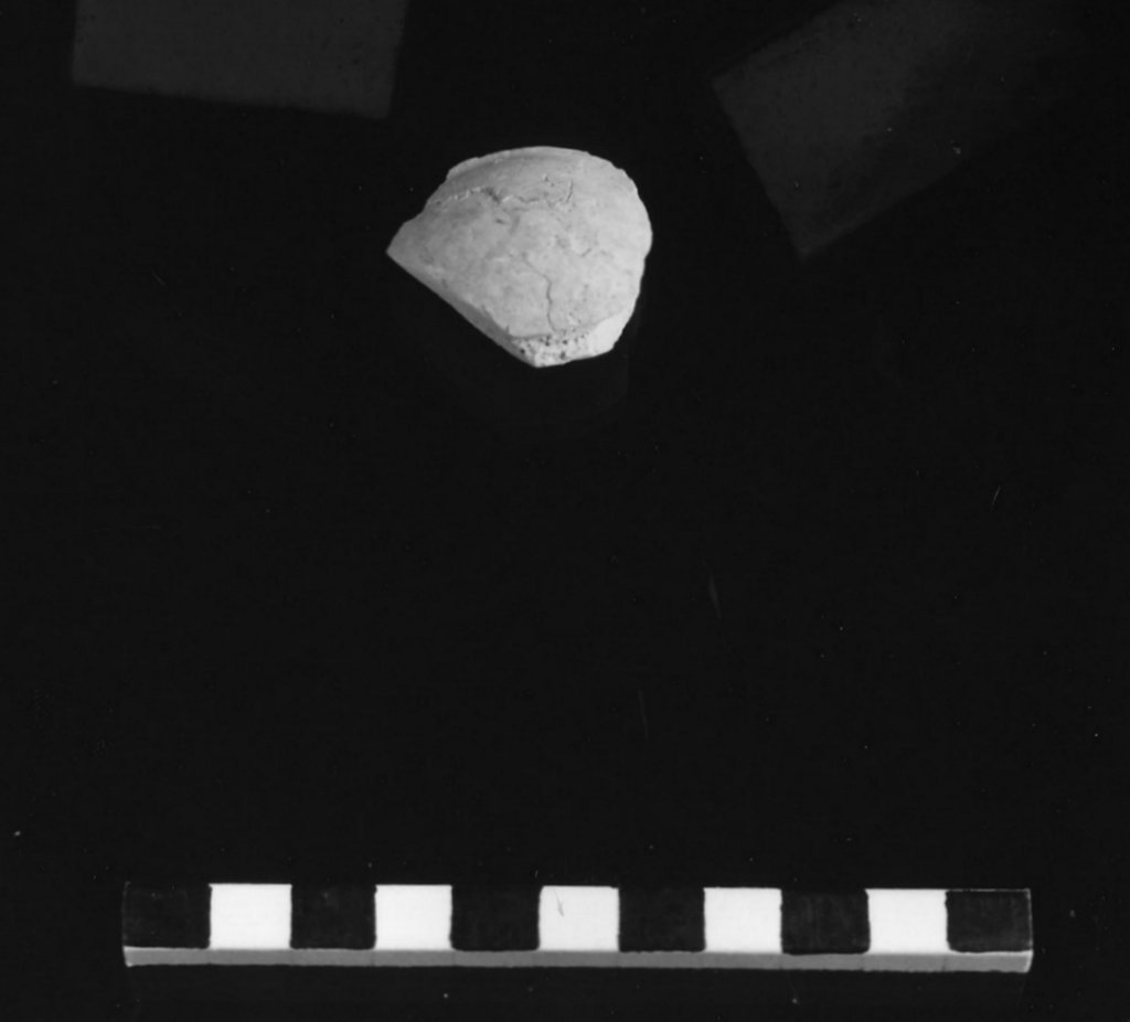 reperto paleontologico (Miocene)