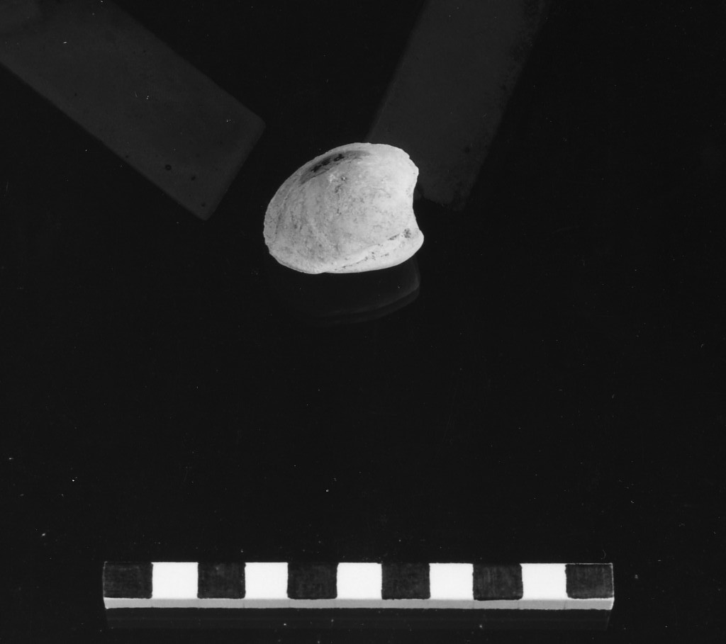 reperto paleontologico (Miocene)