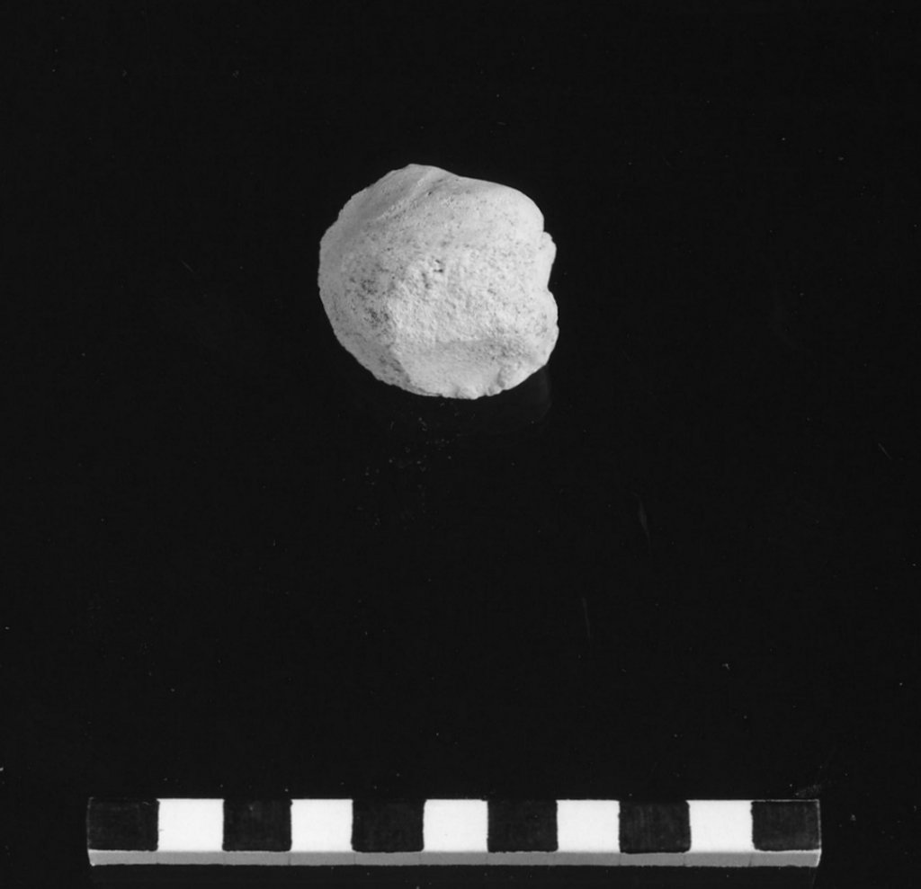 reperto paleontologico (Miocene)