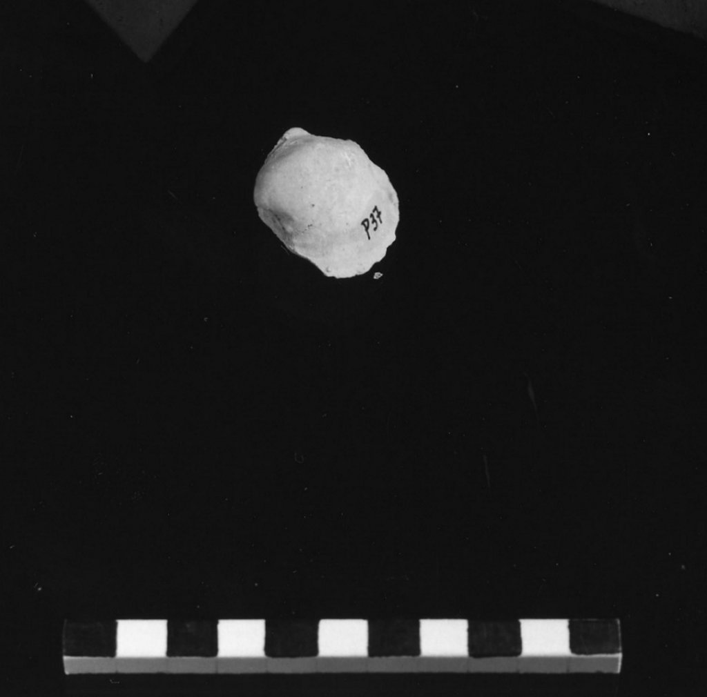 reperto paleontologico (Miocene)