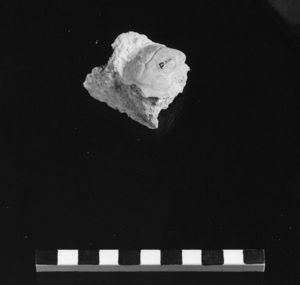 reperto paleontologico (Miocene)