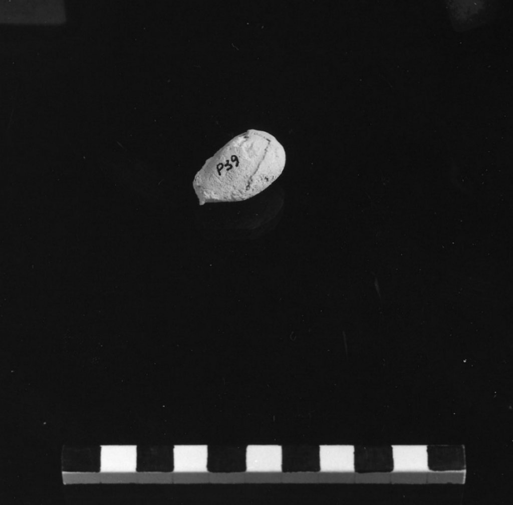 reperto paleontologico (Miocene)