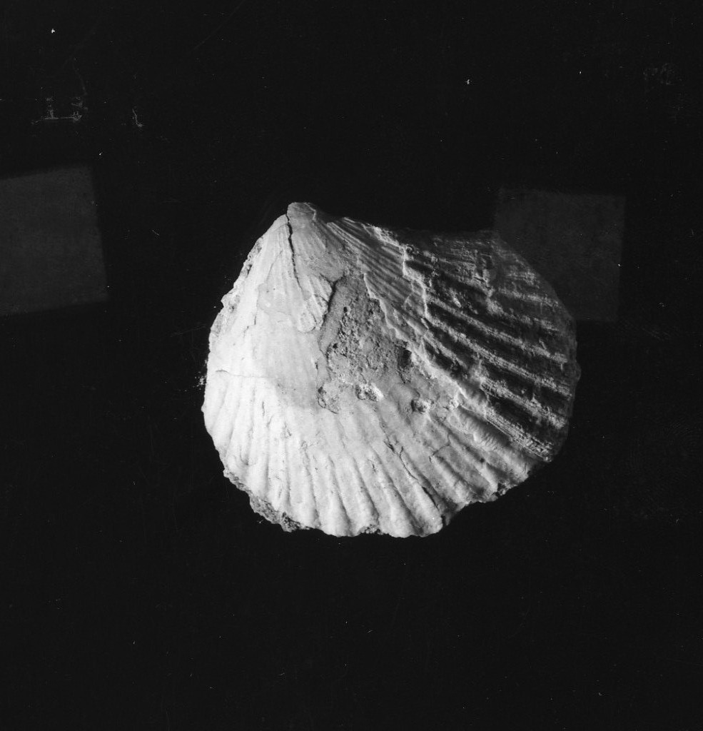 reperto paleontologico (Pliocene finale)