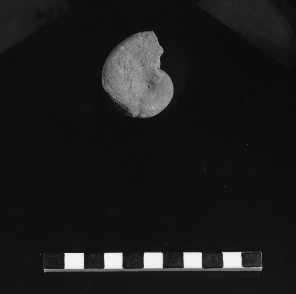 reperto paleontologico (Toarciano)