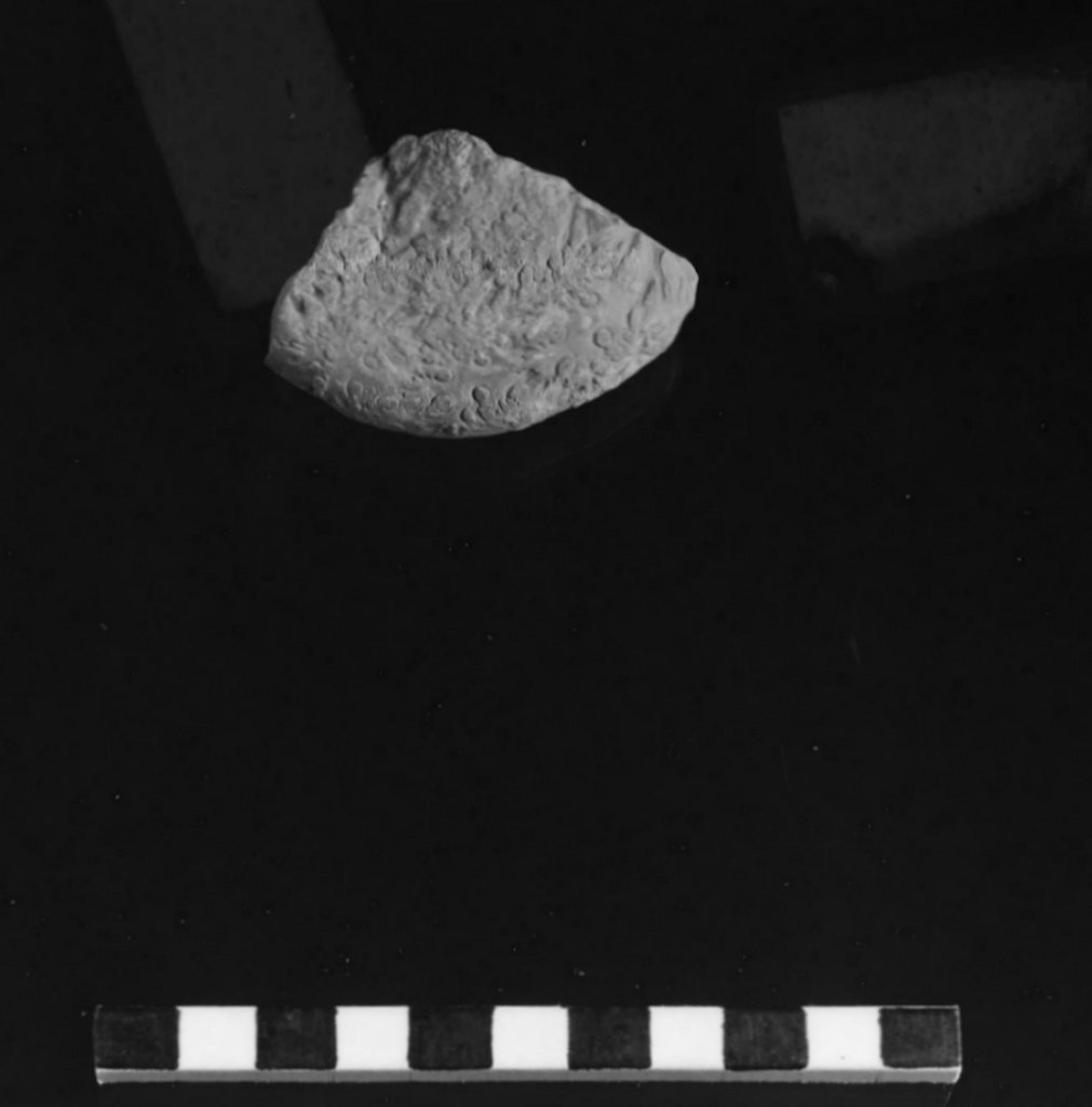 reperto paleontologico 