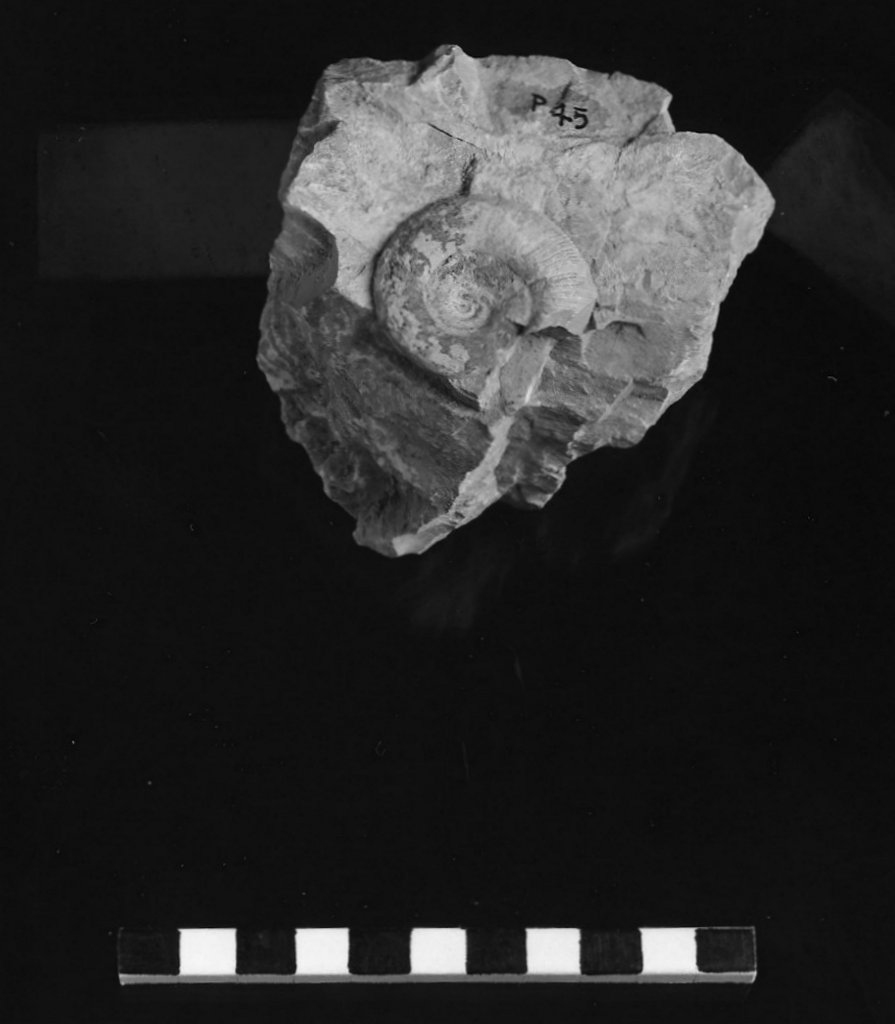 reperto paleontologico 