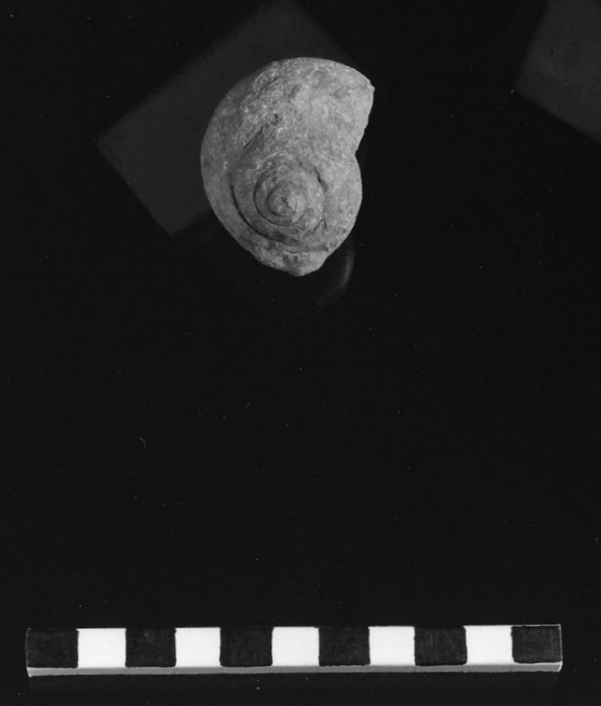 reperto paleontologico 