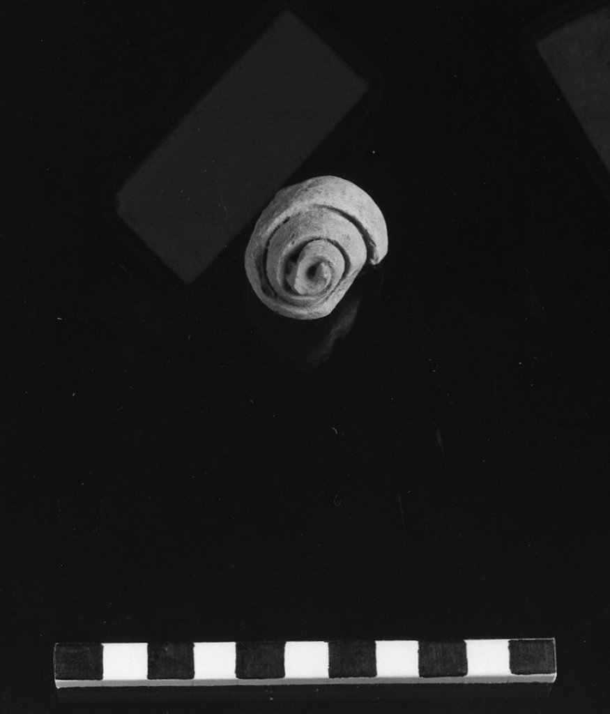 reperto paleontologico 