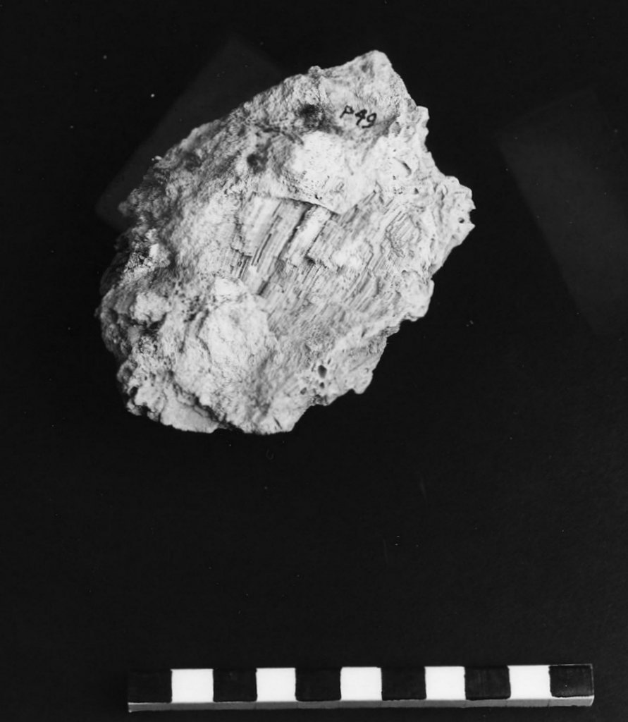 reperto paleontologico 