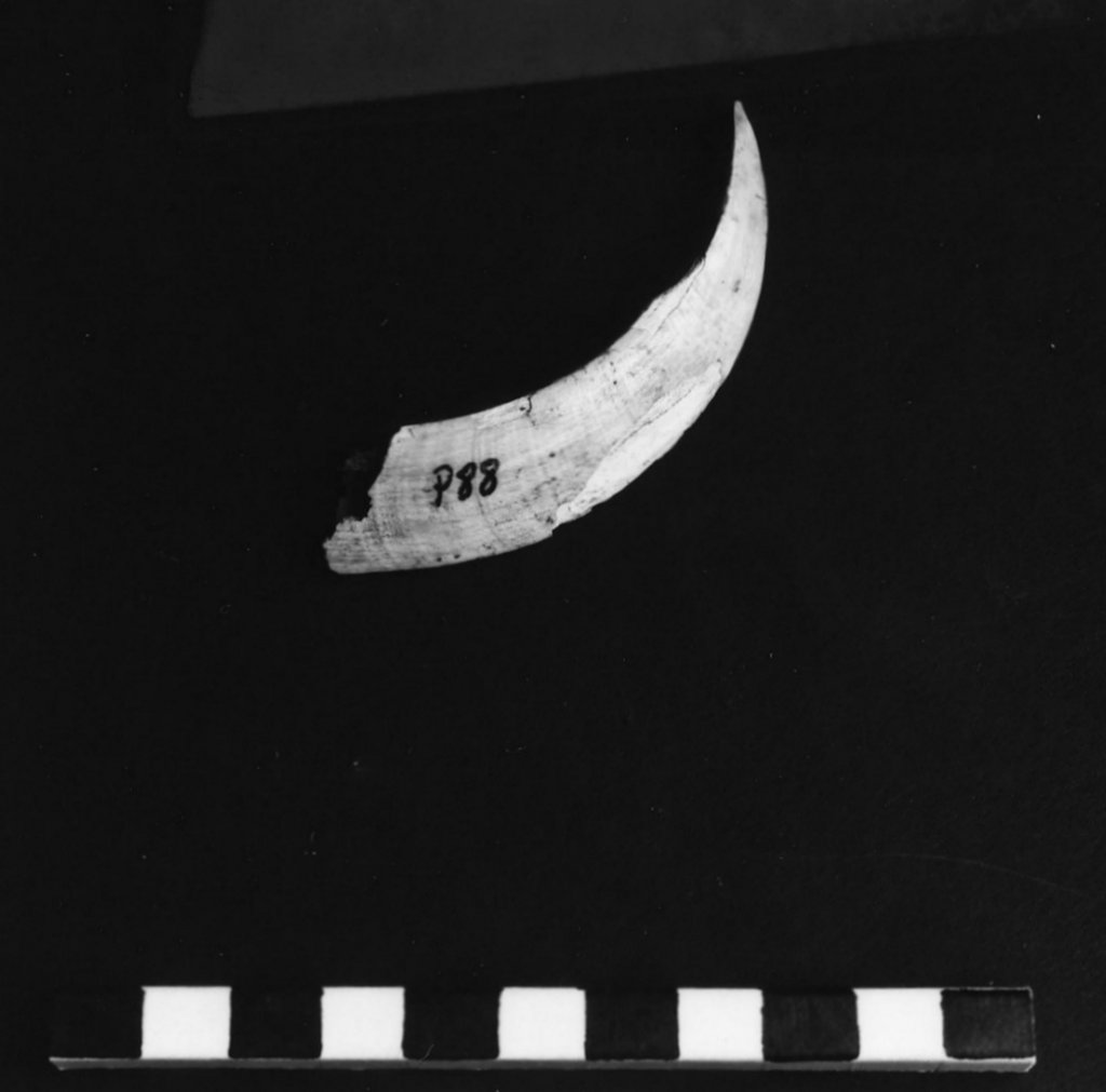 reperto archeozoologico (Olocene)