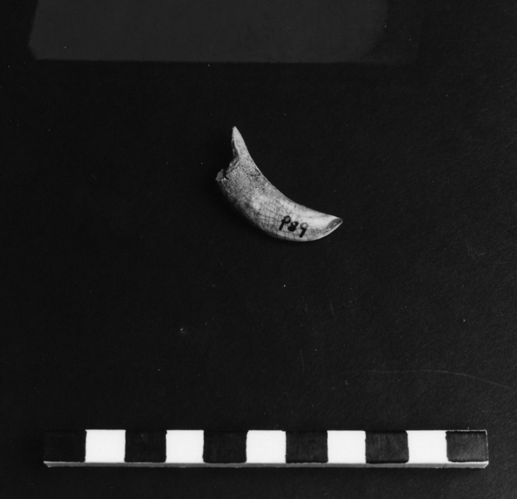 reperto archeozoologico (Olocene)