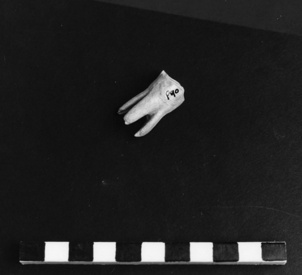 reperto archeozoologico (Olocene)