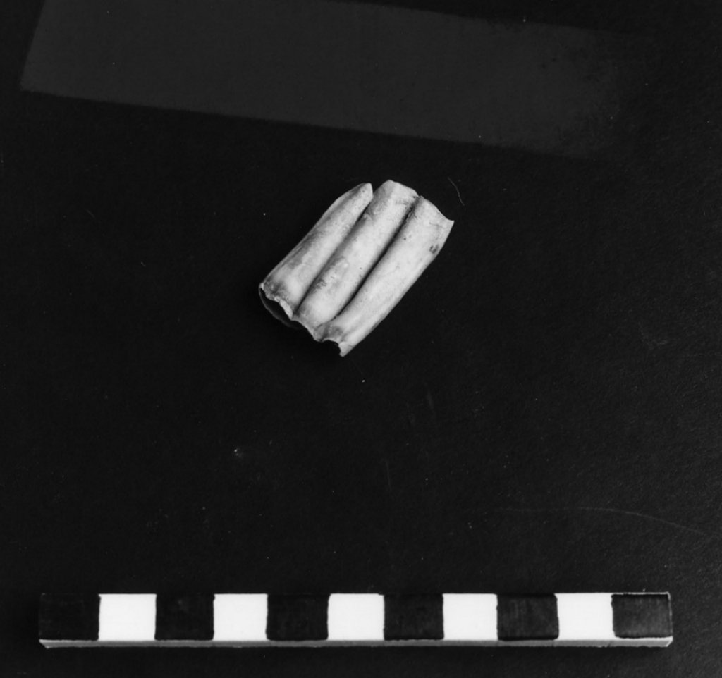 reperto archeozoologico (Olocene)