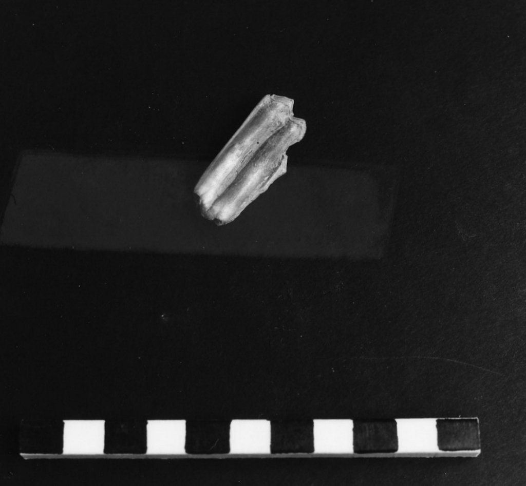 reperto archeozoologico (Olocene)