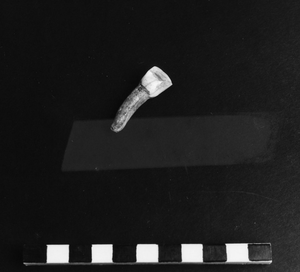 reperto archeozoologico (Olocene)