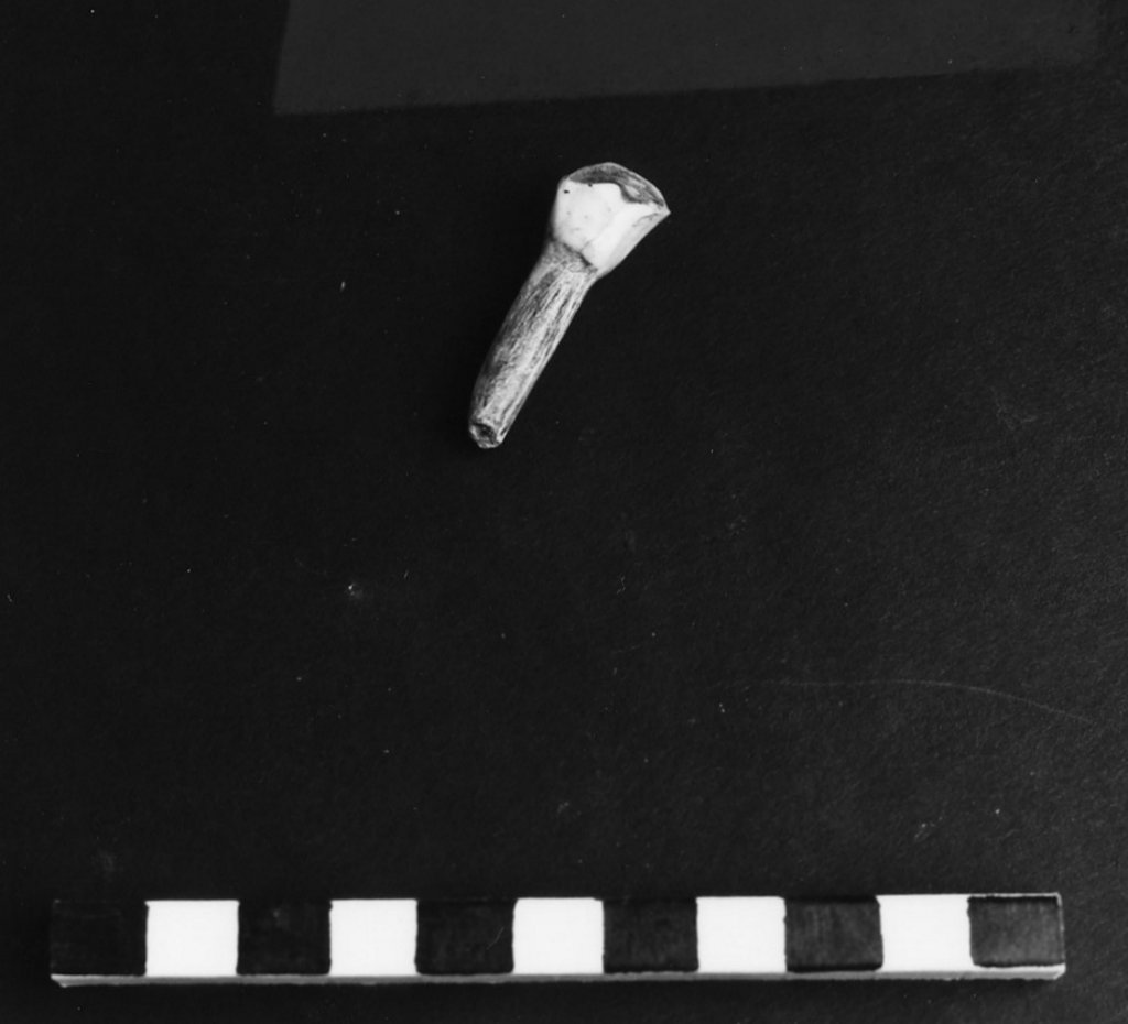 reperto archeozoologico (Olocene)