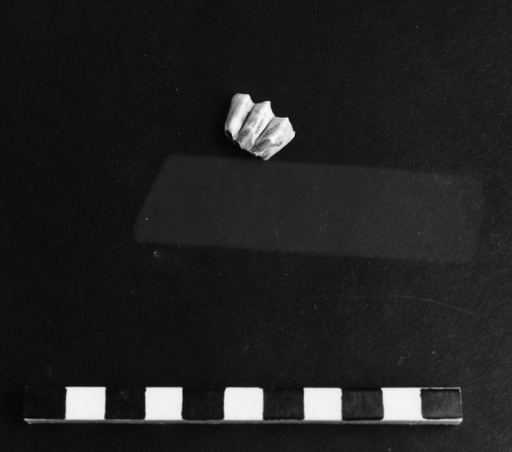 reperto archeozoologico (Olocene)