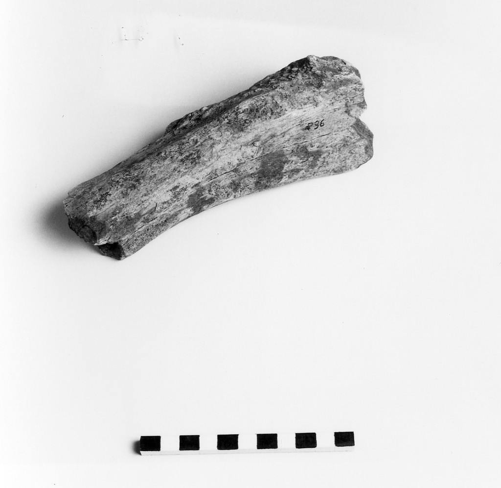 reperto archeozoologico 