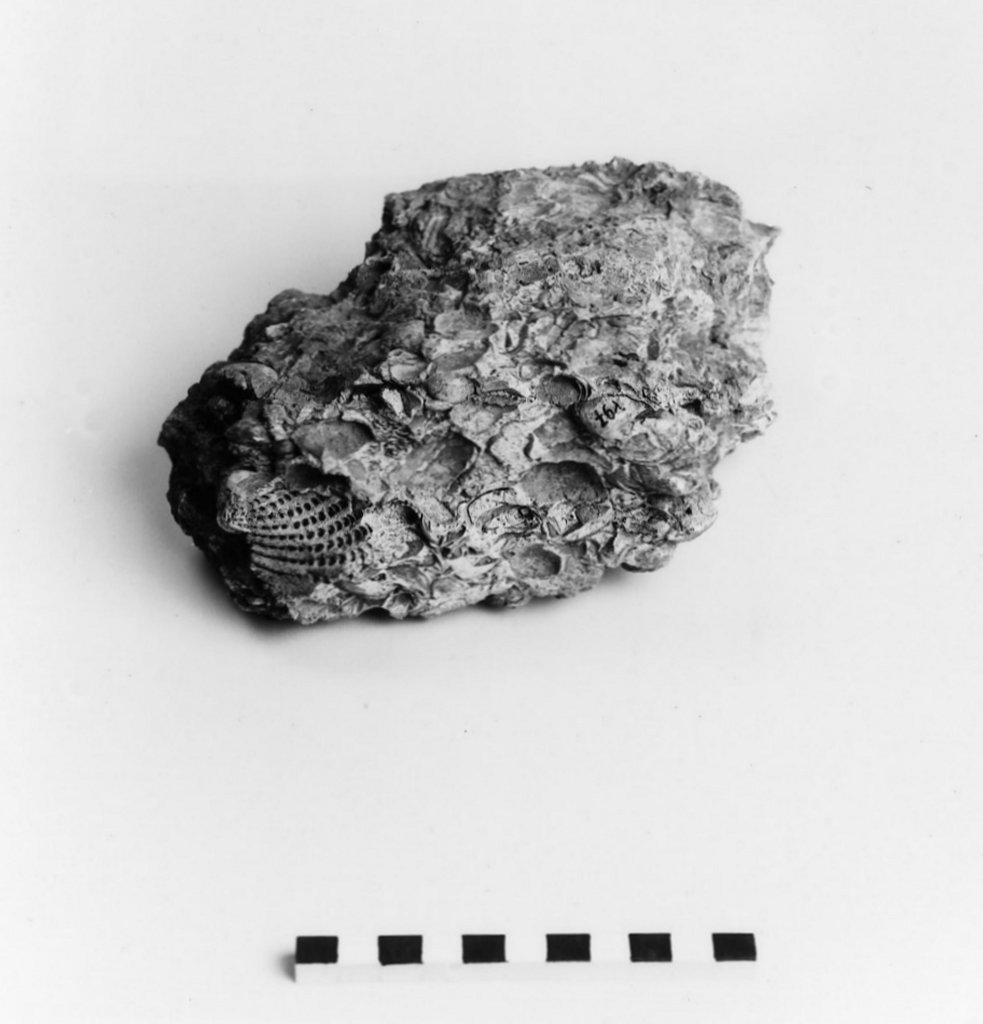 reperto paleontologico 