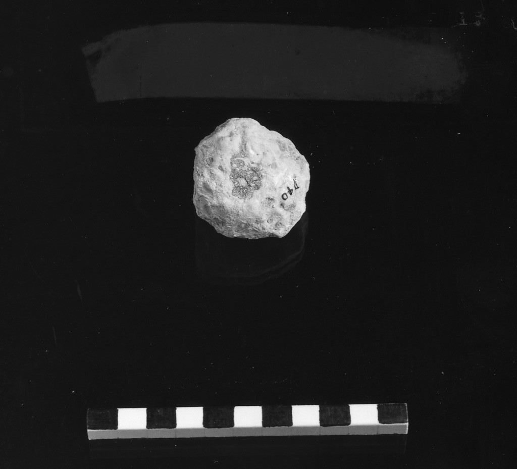 reperto paleontologico 